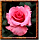 Медаль Чайная роза