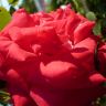 Розовая стелющаяся роза Падмини С..JPG