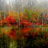 autumn-forest-lake.jpg