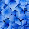 Blue-flowers_1440x900.jpg