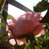 Розовая роза Падмини С..JPG