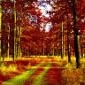 autumn-forest (1).jpg