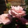 Розовые розы...Падмини С..JPG