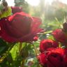 Красные розы Падмини С...JPG